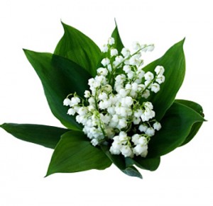 Lily-of-the-Valley-flower