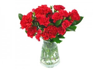 carnations red